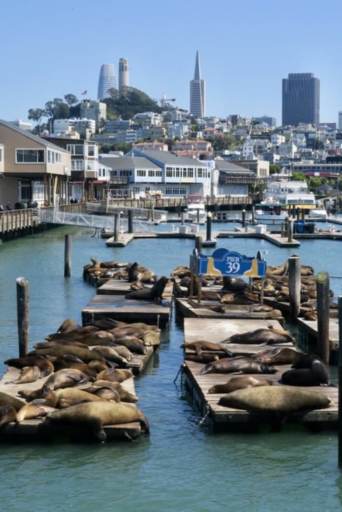 Où on retrouve les lions de mer, vus du bateau.