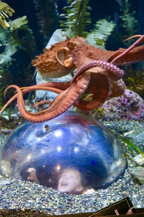 Rencontre avec Monsieur le Poulpe.