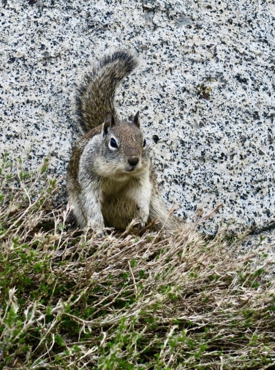 Un petit écureuil pas très farouche vient nous dire au revoir.