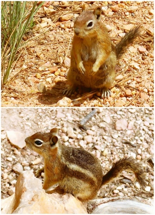 Hé tu vas pas me piquer mes noisettes quand même ?!
