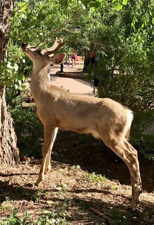 Au Visitor Center, un autochtone nous attend,