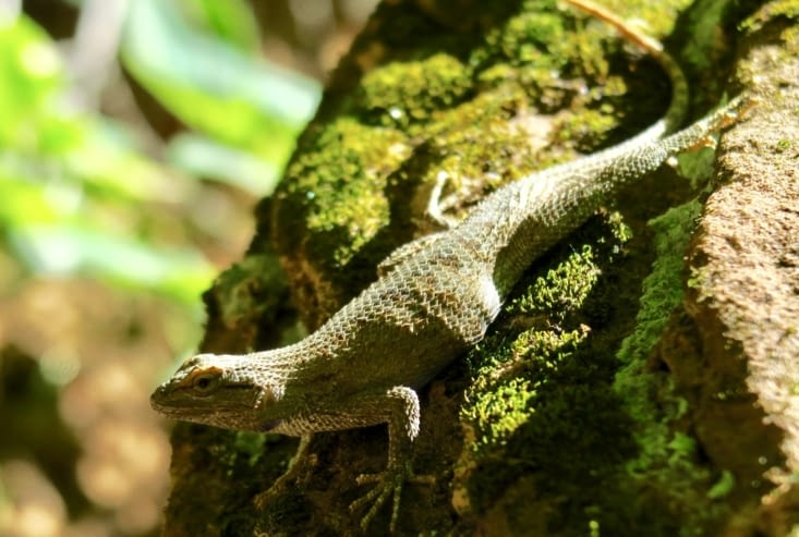 Un lézard avec ses écailles.