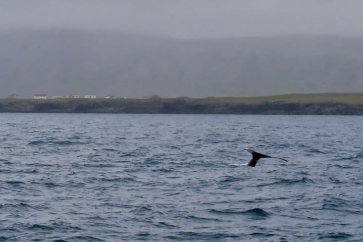 Après 2-3 apparitions, elle plonge. Quelle émotion !