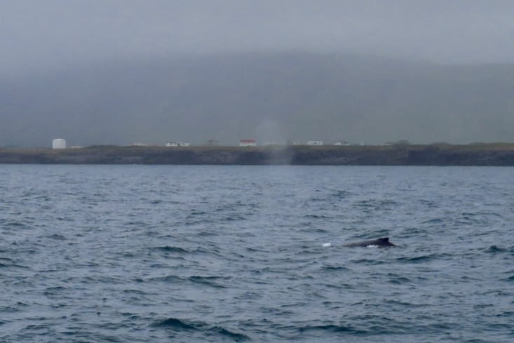 Au bout de 45 mn, alors qu’on longe encore la côte du fjord... en voilà une !!