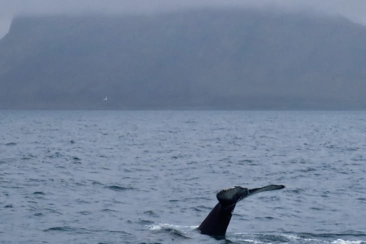 Elle plonge à nouveau.