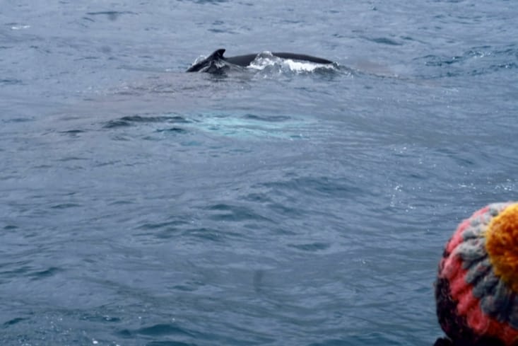 On peut même voir en transparence ses nageoires pectorales.