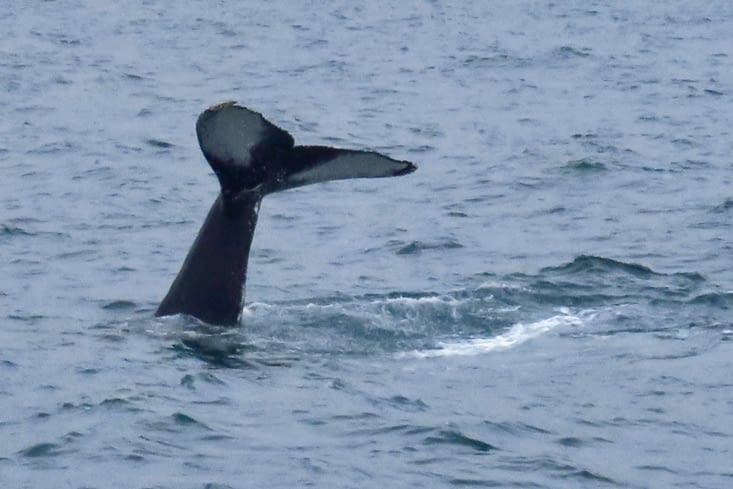 Salut, belle baleine islandaise !