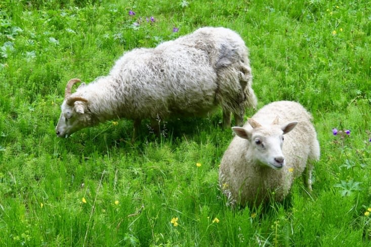 Ces deux moutons broutent sur la plaque américaine ?