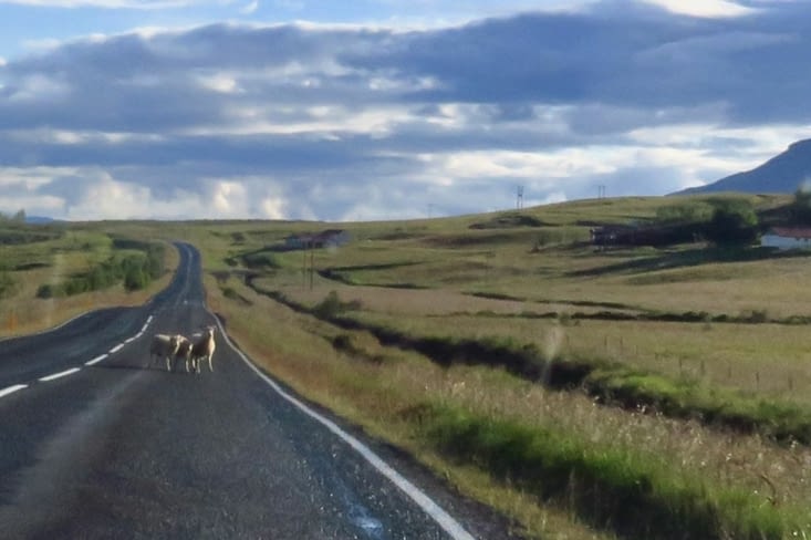 On the road again, direction le sud de l’Islande. Quelques moutons pour nous saluer. ?