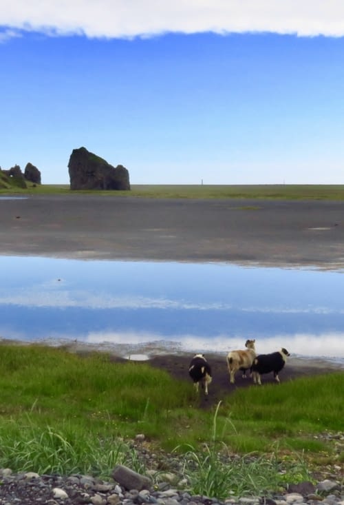 Des moutons pensifs devant ce paysage énigmatique...