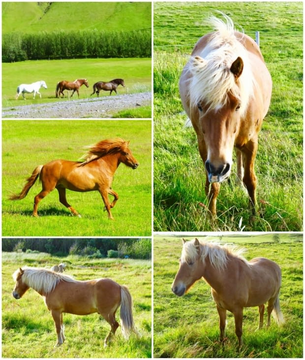 Courtes pattes et longues crinières, ils sont très résistants.