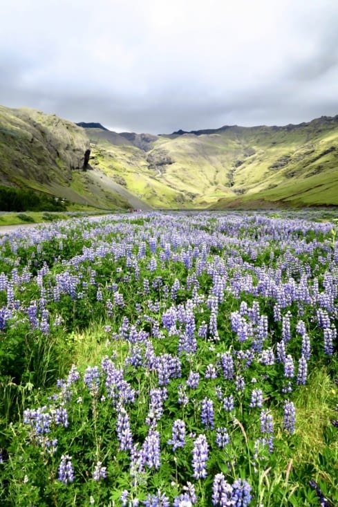 Le sol volcanique est couvert de lupins violets.