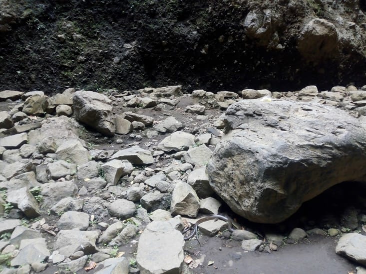 un serpent qui fait une petite sieste