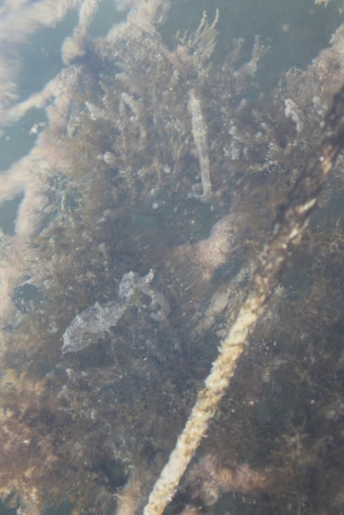 Protection des hippocampes