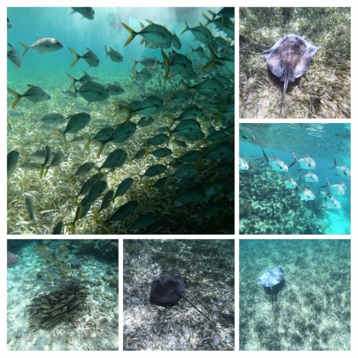 Photo  sous marine de Lise