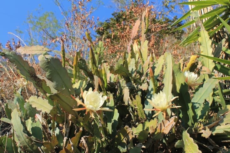 Cactus d' fleurs