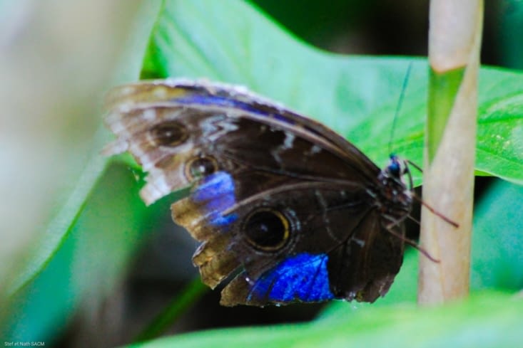 Mariposa Azul