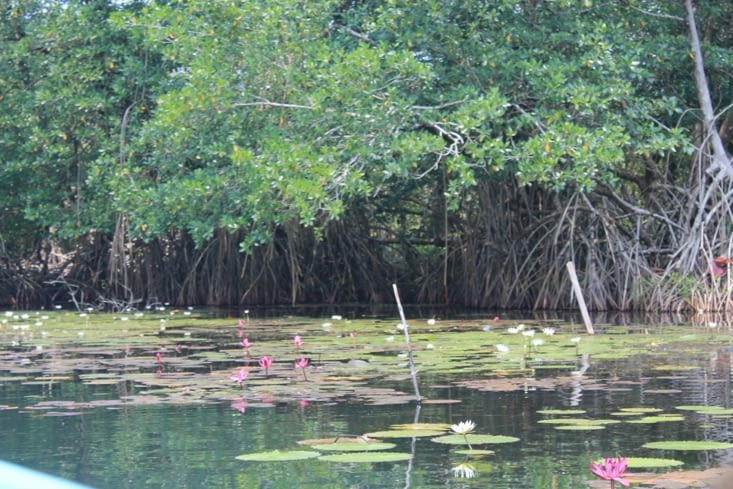 Nénuphars rouge et blanc