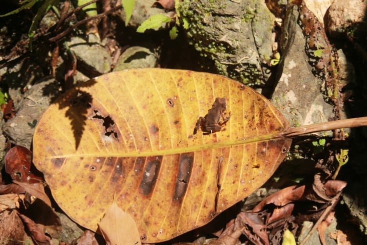 Une micro grenouille sur le chemin