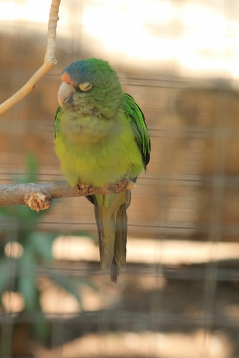 Perriquo frente anaranja