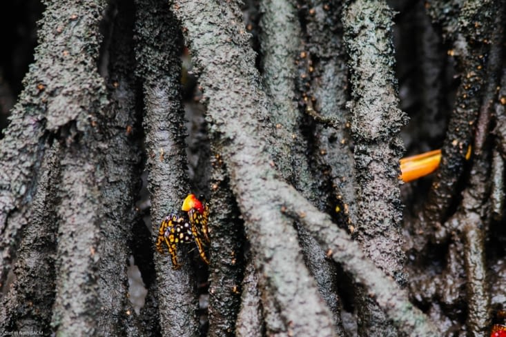 Crabe de mangrove