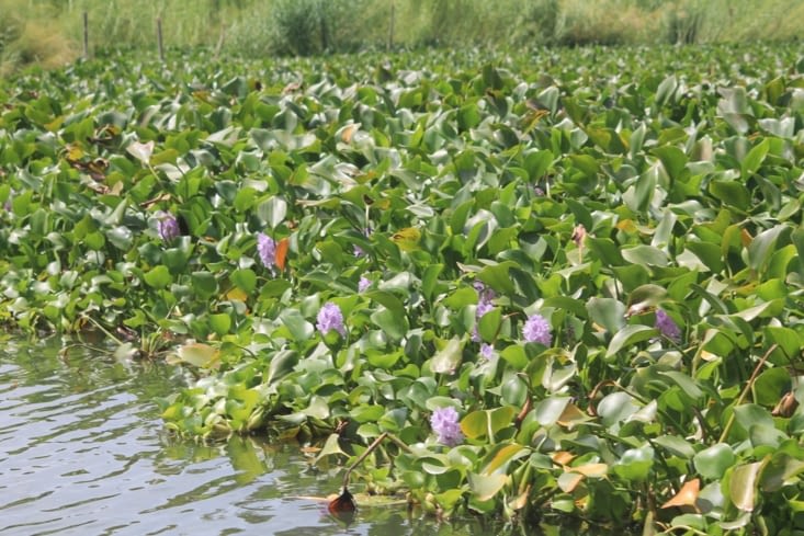 Champs de jacynthes d eau