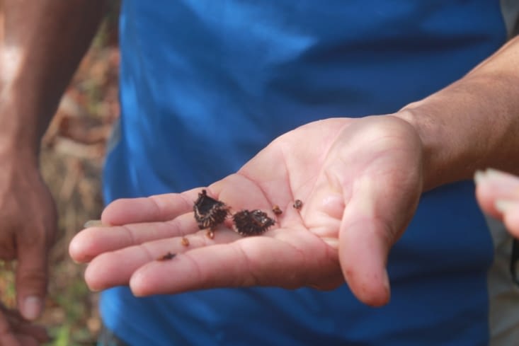 Plante utilisée par les femmes pour colorer leurs lèvres