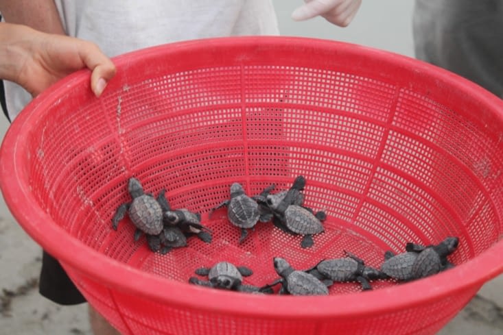 Panier de bébés tortues