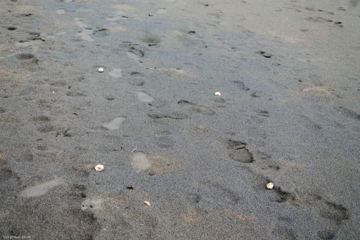 Coquille d'oeufs de tortues