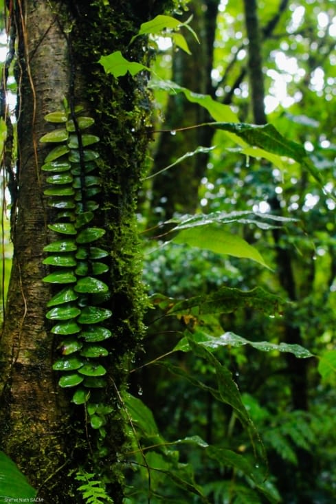 Les plantes de la forêt