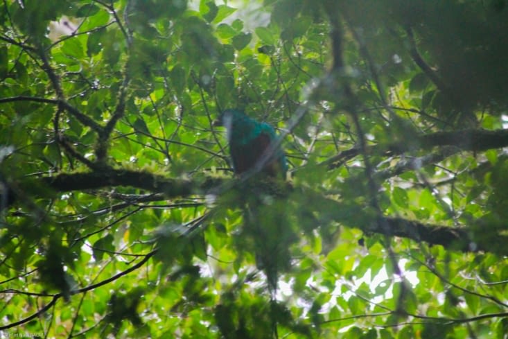 Mâle quetzal