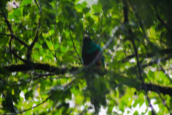 Mâle quetzal