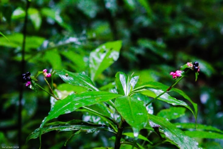 Les fleurs de la forêt