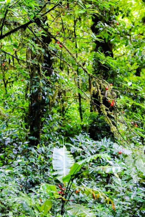 Les plantes de la forêt