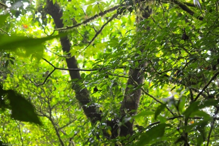 Les plantes de la forêt