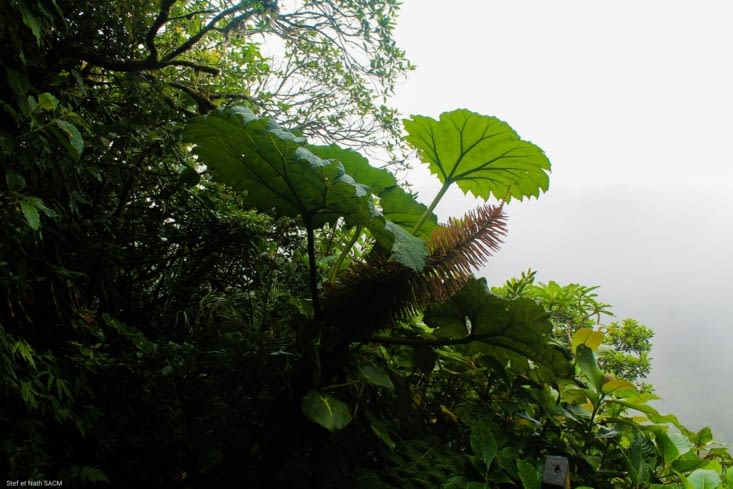 Les plantes de la forêt
