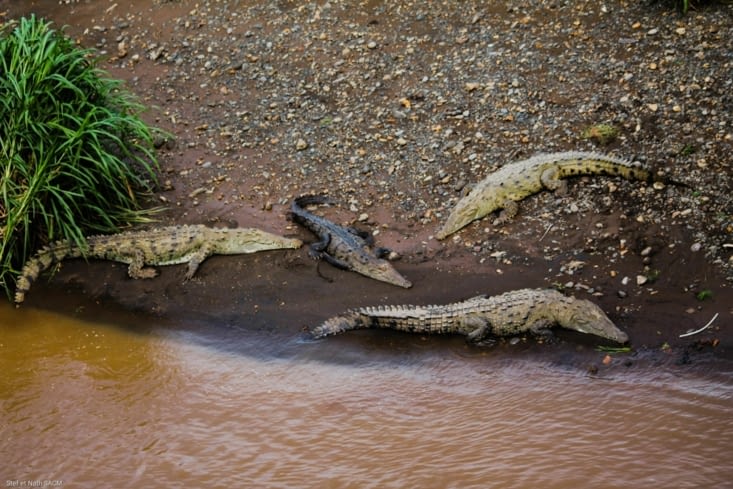 Crocodiles