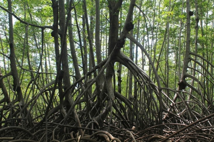 Traversée de la mangrove