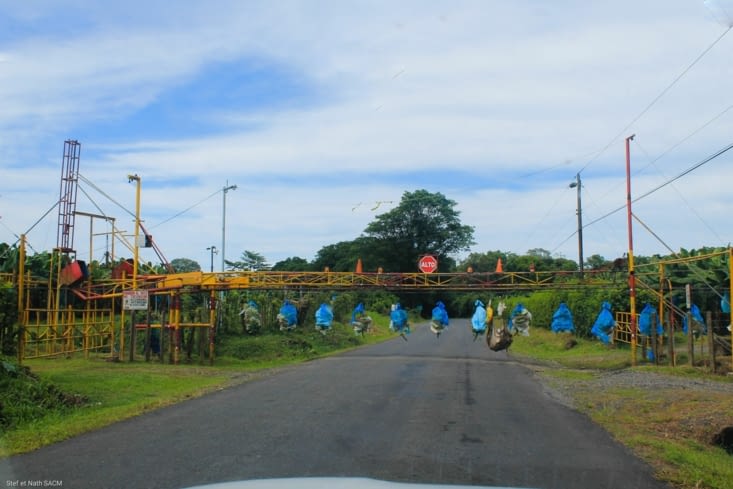 Passage d'un convoi de régimes de bananes
