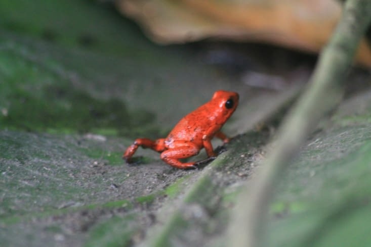 Grenouille rouge
