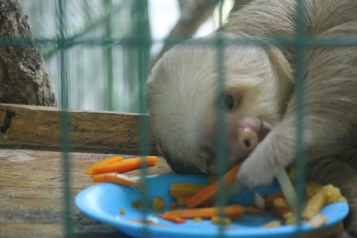 Celui ci a perdu la vue, on ne sait pas pourquoi