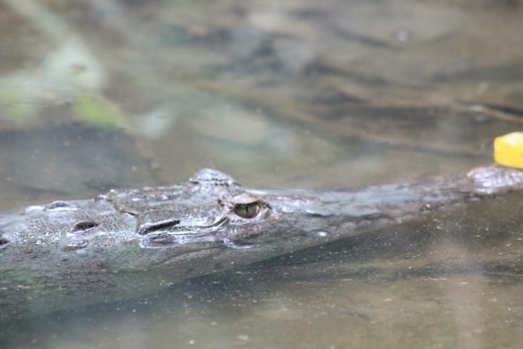 Un caïman