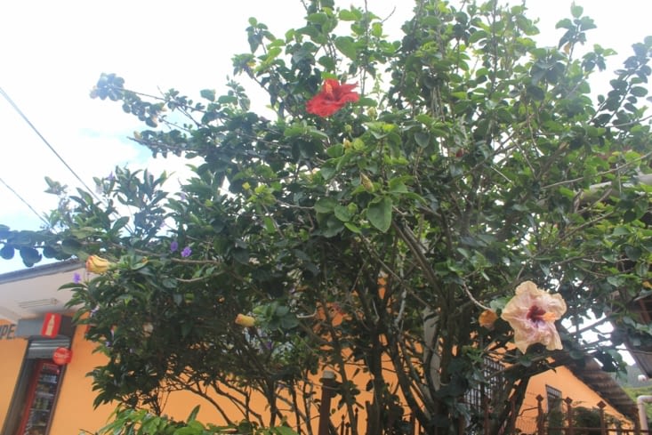 Ici un très beau mélange d Ibiscus et Altea