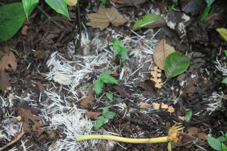 Os et pic de porc epic