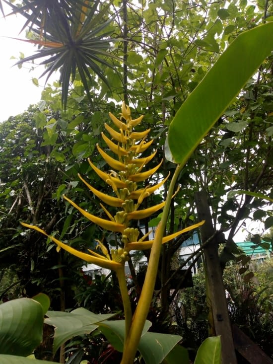 Famille des balisiers