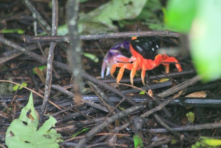 Beaucoup de crabe rouge à grosses pinces violettes