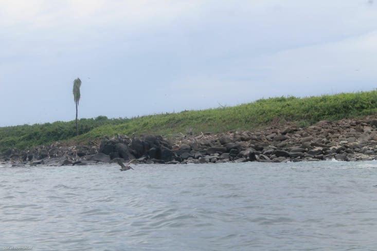 Ile iguana
