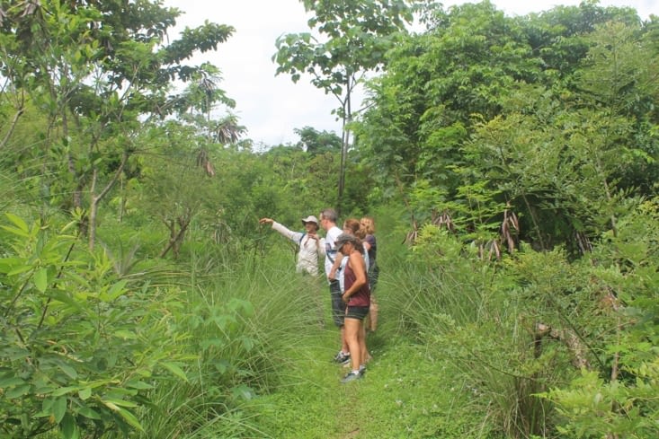 Verdoyant et fouillis