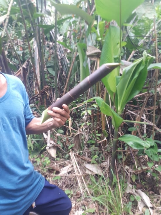 La canne, desydratante