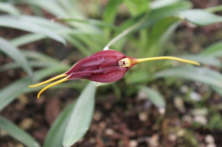 Jardin botanique les orchidées et plantes carnivores